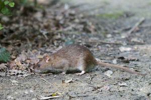 Manière concrète renforcée de combattre des rats