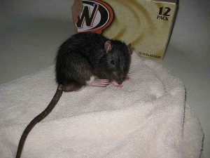 Comment retirer ou éliminer les souris et les rats