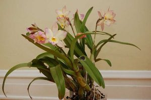Comment se débarrasser des moucherons dans les orchidées