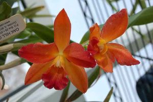 Chez les orchidées, les moucherons enroulés, que faire