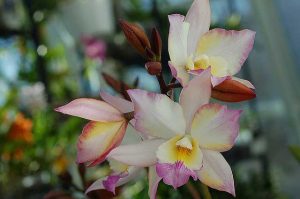Mesures de lutte contre la cécidomyie des orchidées