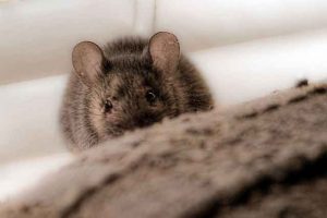 Comment se débarrasser des souris dans une maison ou un appartement privé