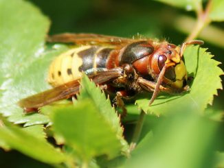 Hornet: hoe zich te ontdoen van een nest