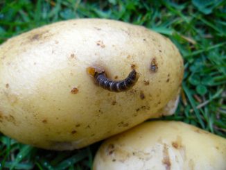 Hoe om te gaan met aardappelwormen