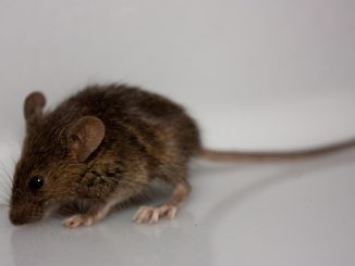 كيفية التقاط الفأر في المنزل دون مصيدة فئران
