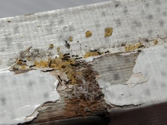 comment gérer les fourmis domestiques dans un appartement