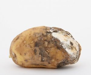 gale sur les pommes de terre comment traiter la terre