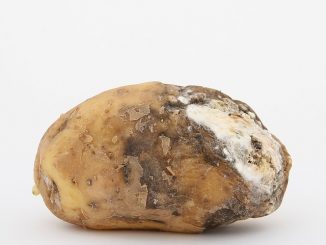 korst op aardappelen hoe de aarde te behandelen