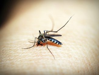 hoe je een jeuk van een muggenbeet kunt verlichten