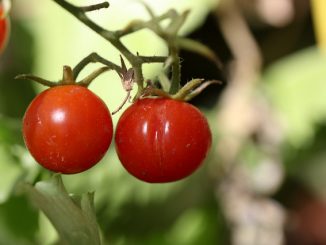 الذبابة البيضاء على الطماطم في الدفيئة كيفية التخلص منها
