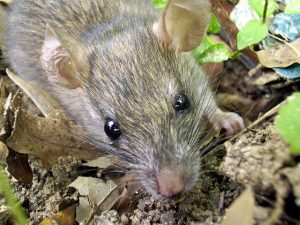 comment les rats diffèrent des souris
