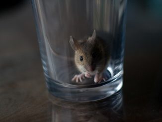 كيفية جعل مصيدة فئران بنفسك