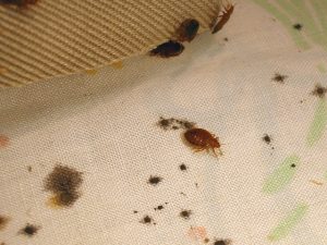 ulasan bagaimana untuk menghilangkan bug katil di sebuah apartmen