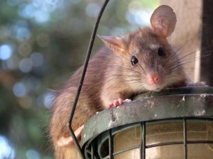 acheter un répulsif pour rats et souris qui est mieux