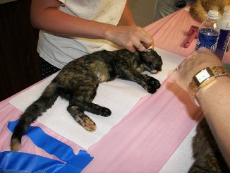 كيفية علاج عث الأذن في القطط