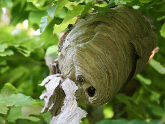 how to remove a hornet's nest
