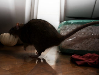 jak chytit krysu domácím způsobem