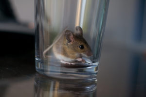 كيفية التقاط الفأر في زجاجة