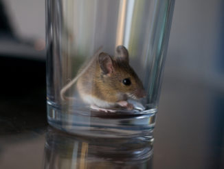how to catch a mouse in a bottle