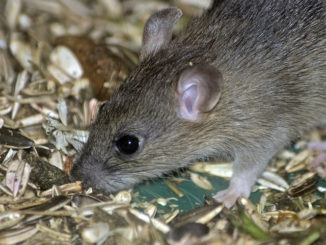 quels sont les remèdes populaires peur des souris