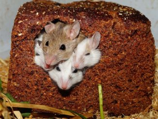 jed pro myši doma