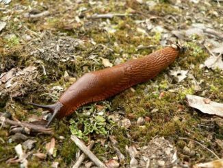 how to deal with slugs in the garden