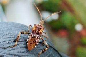 comment gérer les piqûres d'insectes