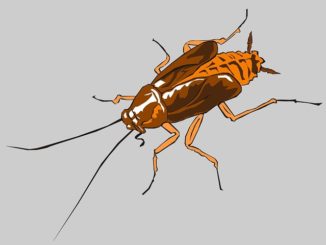 Cypermethrin van kakkerlakken beoordelingen