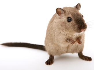 الفئران الأرض في البلاد كيفية التخلص