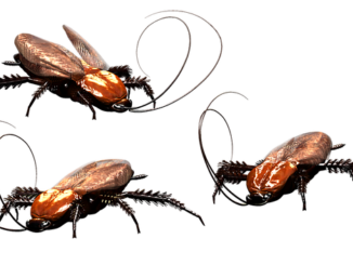 effectieve remedies voor kakkerlakken