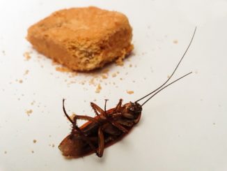 Kajian lipas cockroach