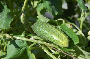 Hoe spintmijten op komkommers te behandelen