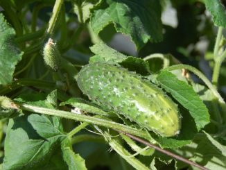 How to handle spider mites on cucumbers
