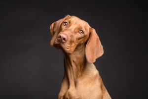 Hoe worden oormijten behandeld bij honden?