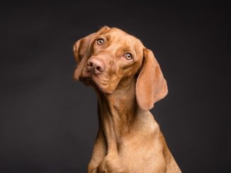 Hur behandlas öronmidd hos hundar?