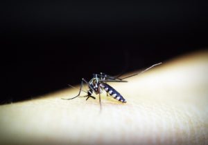 Hoe muggenbeten te verbergen