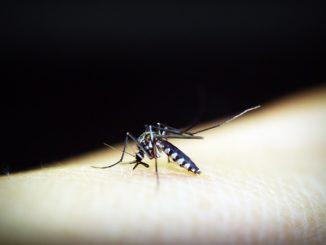 Как да прикриете ухапванията от комари