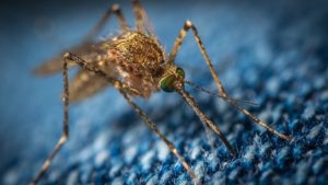 Remedie tegen muggenbeten om jeuk te voorkomen