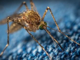 Åtgärd mot myggbett för att förhindra klåda