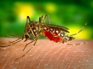 Folk remedies voor muggenbeten