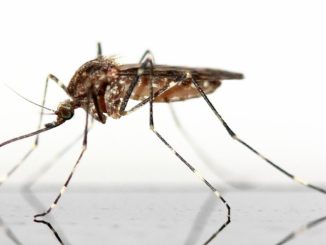 Gél z uhryznutí komárom