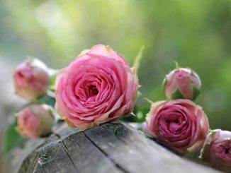 How to spray a rose from pests