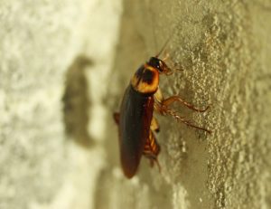 Agran kakkerlakken beoordelingen