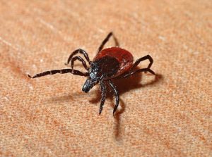 How to understand that a tick bit you